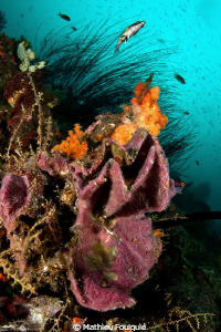 Raja Ampat by Mathieu Foulquié 